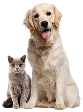 Happy cat and dog posing