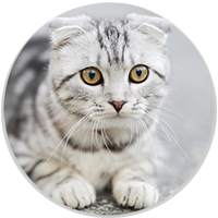 picture of British Shorthaired Cat