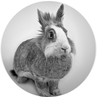 picture of rabbit